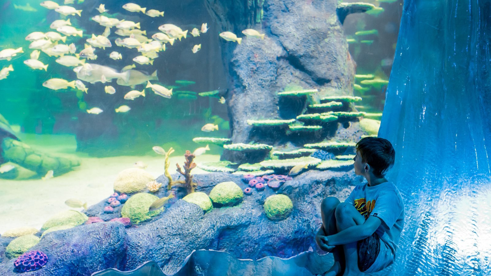 SEA LIFE Sydney Aquarium Direct Entry Ticket