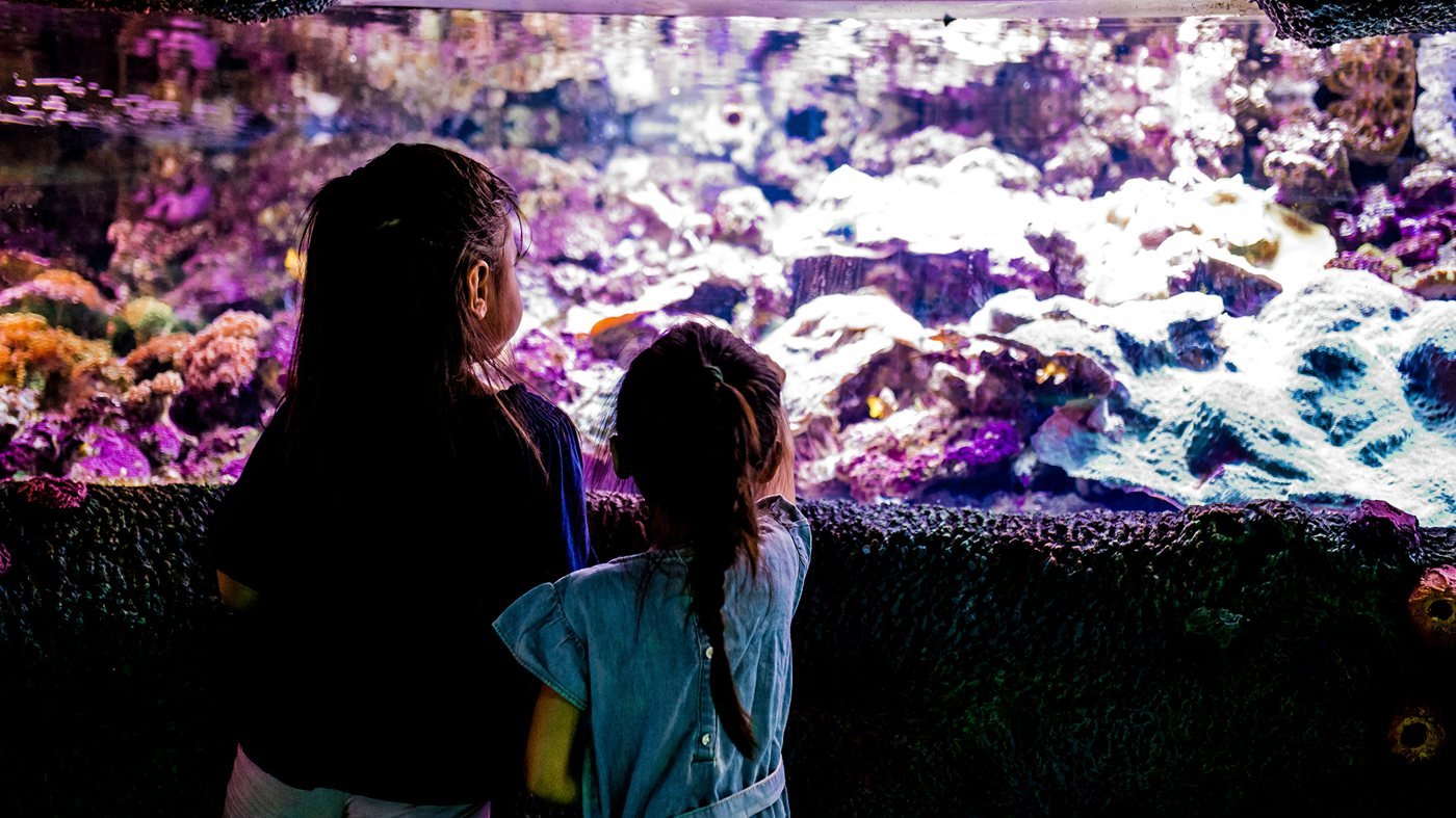 SEA LIFE Sydney Aquarium Direct Entry Ticket