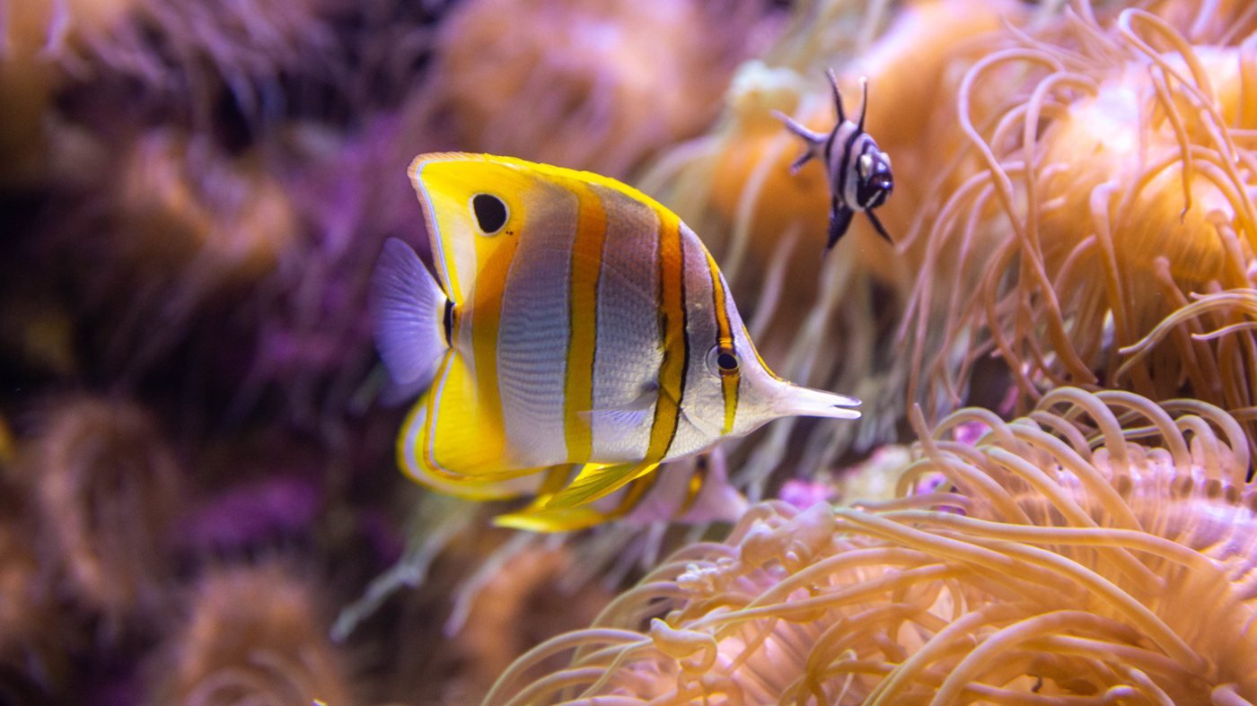 SEA LIFE Sydney Aquarium Direct Entry Ticket