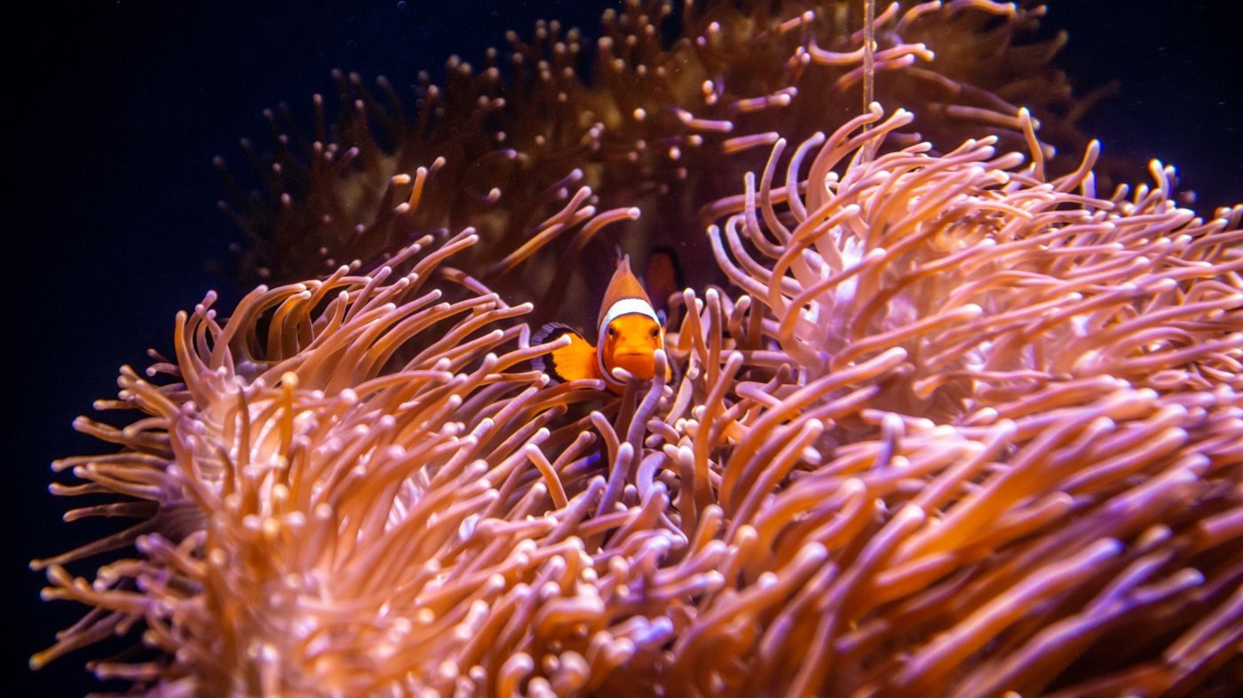 SEA LIFE Sydney Aquarium Direct Entry Ticket
