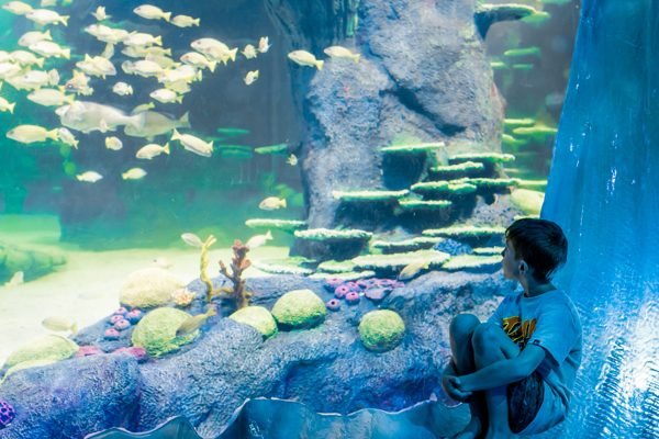 SEA LIFE Sydney Aquarium Direct Entry Ticket | Book Online