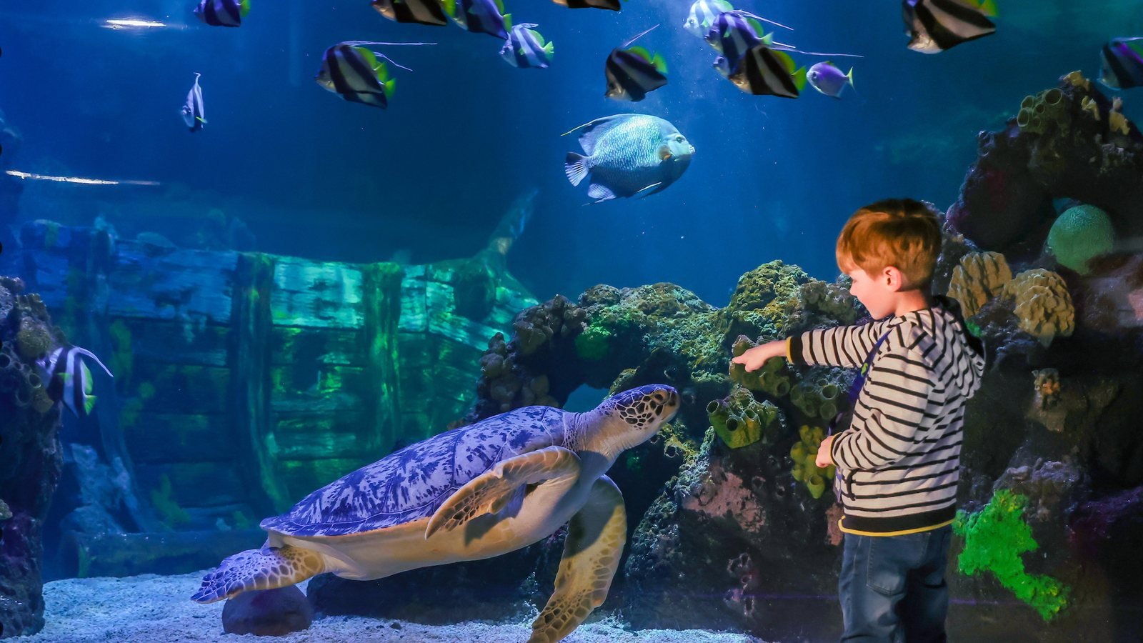 SEA LIFE Timmendorfer Strand Aquarium Ticket