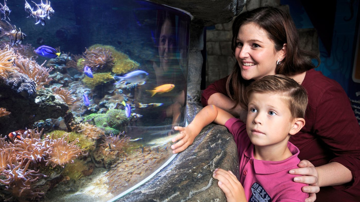 SEA LIFE Timmendorfer Strand Aquarium Ticket