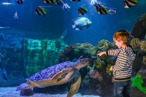 SEA LIFE Timmendorfer beach Timmendorfer Strand Tickets | Book Online