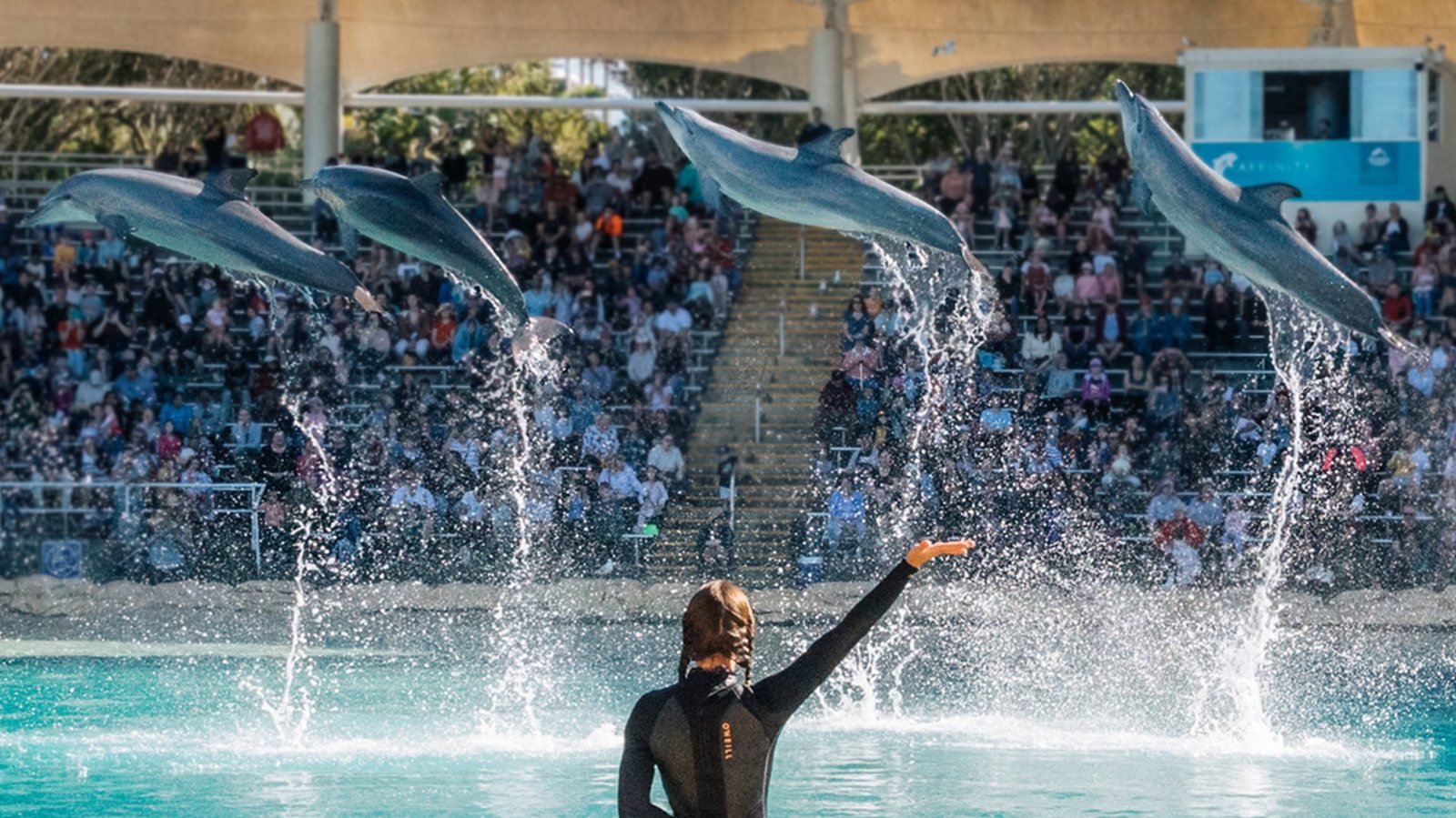 Sea World Gold Coast Ticket