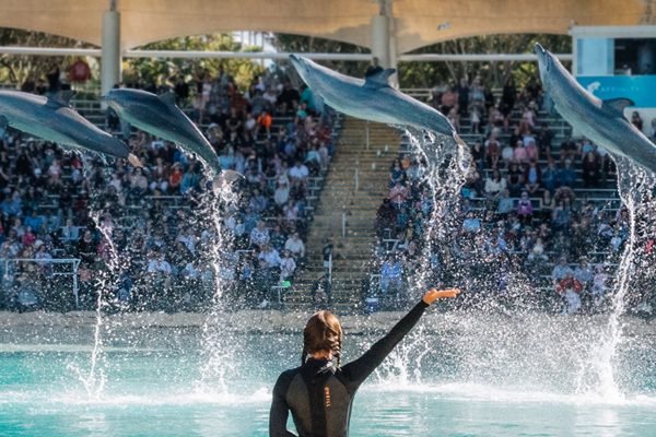 Sea World Gold Coast Main Beach Tickets | Book Online