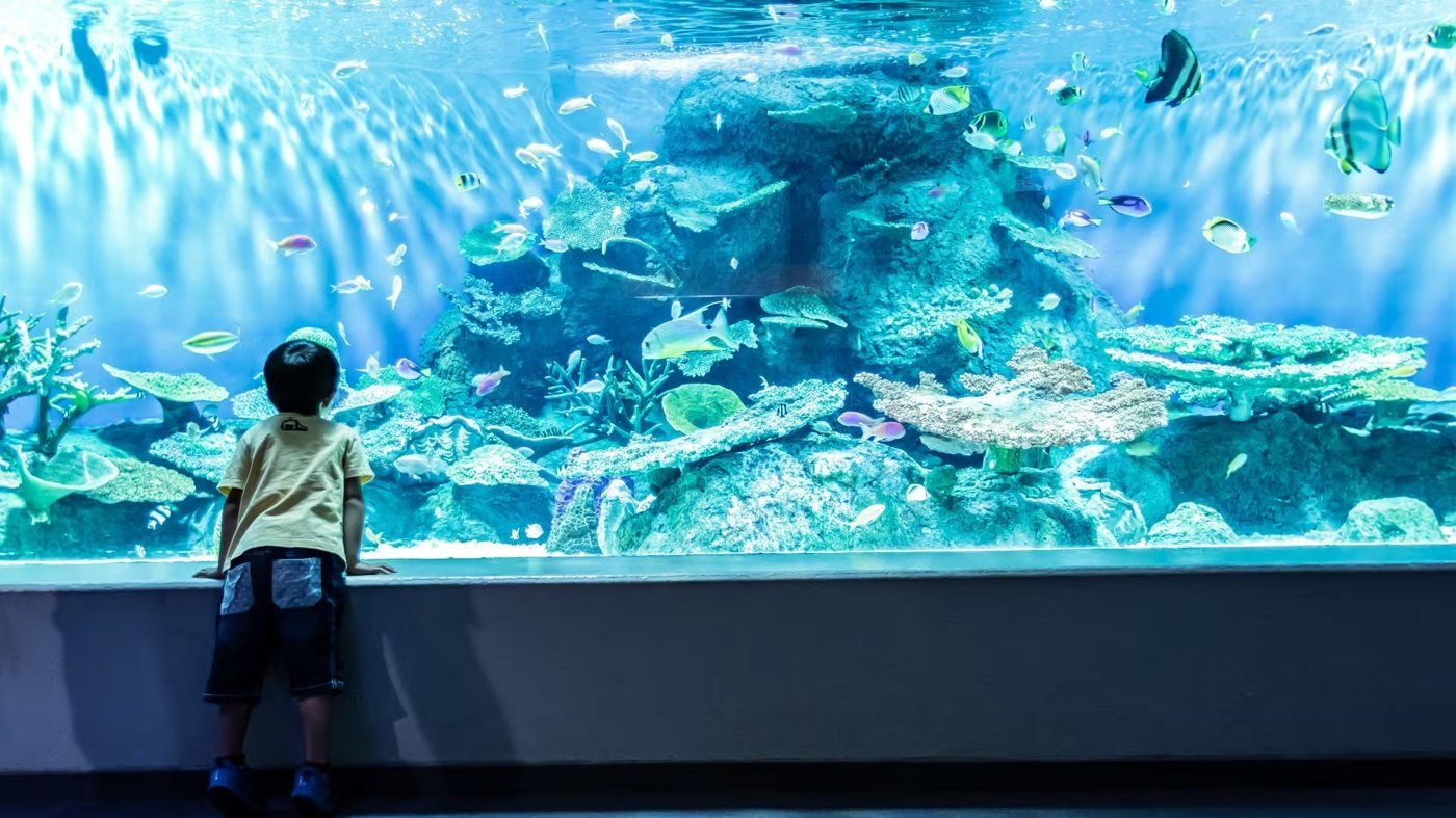 Shinagawa Aquarium Ticket
