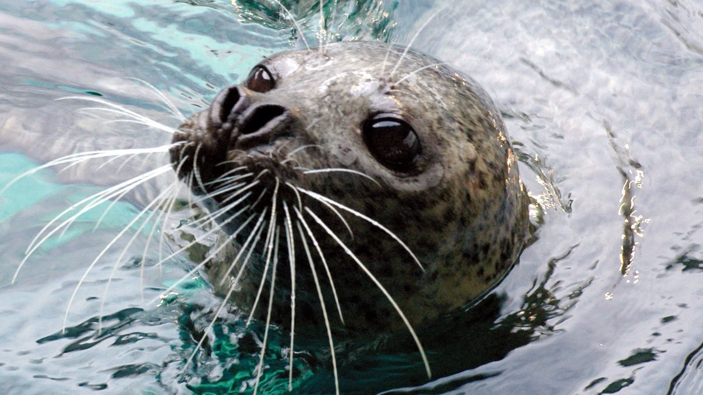 Shinagawa Aquarium Ticket