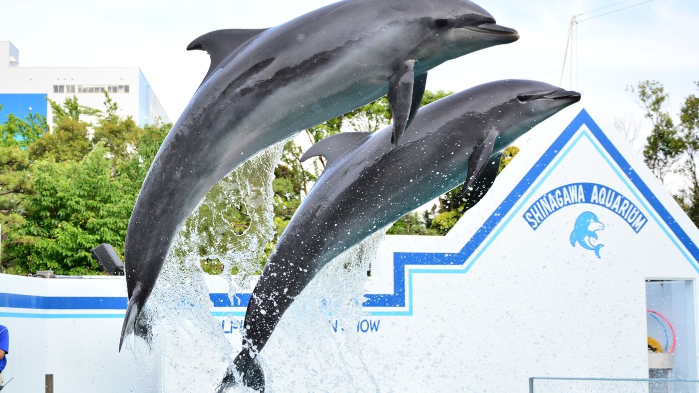 Shinagawa Aquarium Ticket