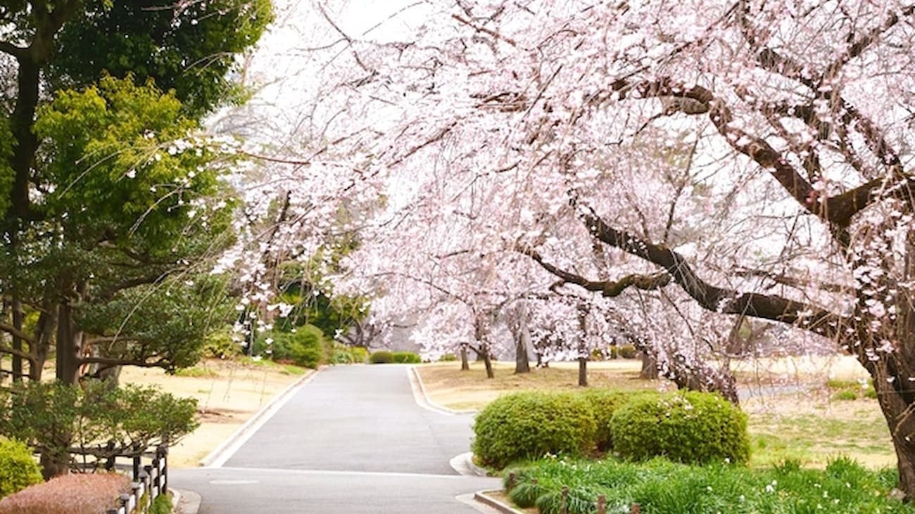 Shinjuku Gyoen National Garden Ticket