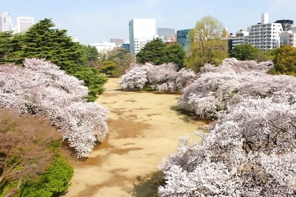 Shinjuku Gyoen National Garden Shinjuku City Tickets | Book Online