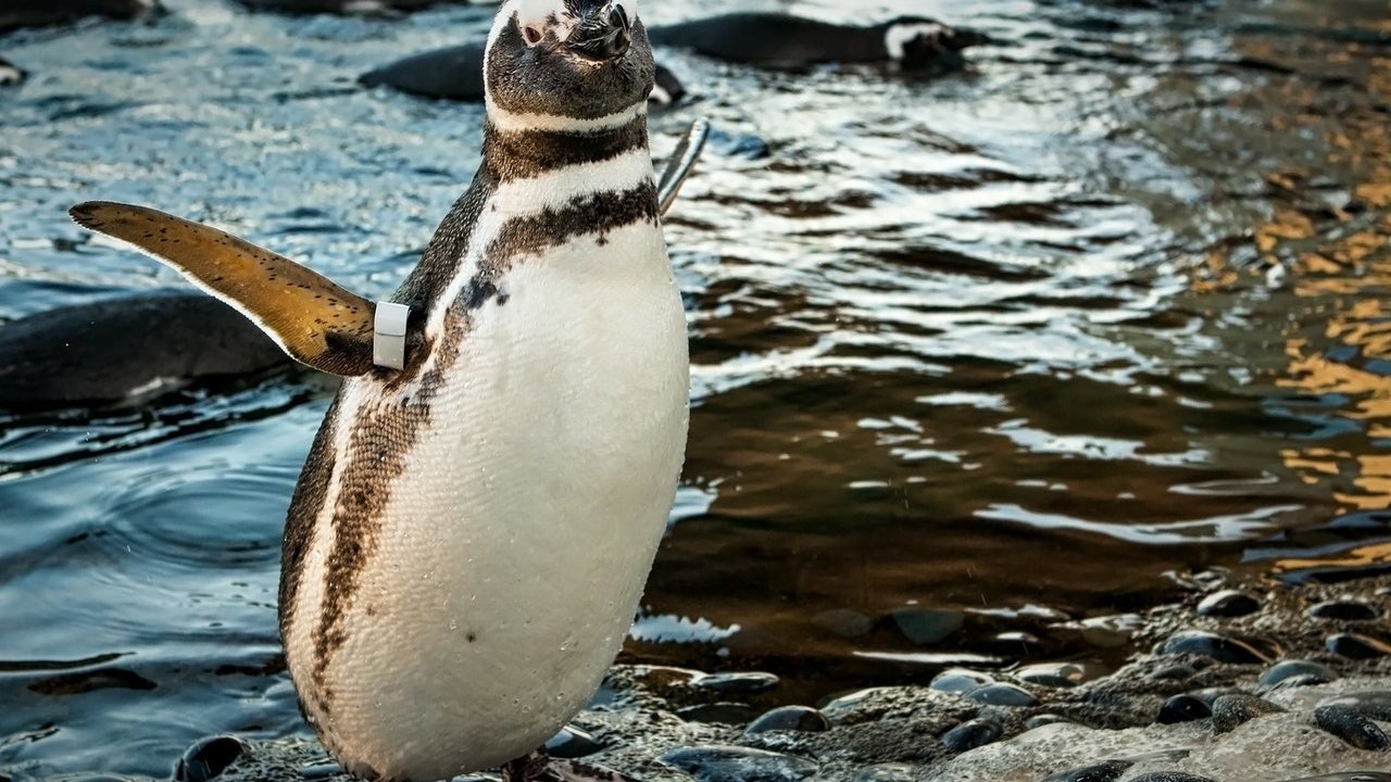 Skip The Line Ticket - Aquarium of the Pacific