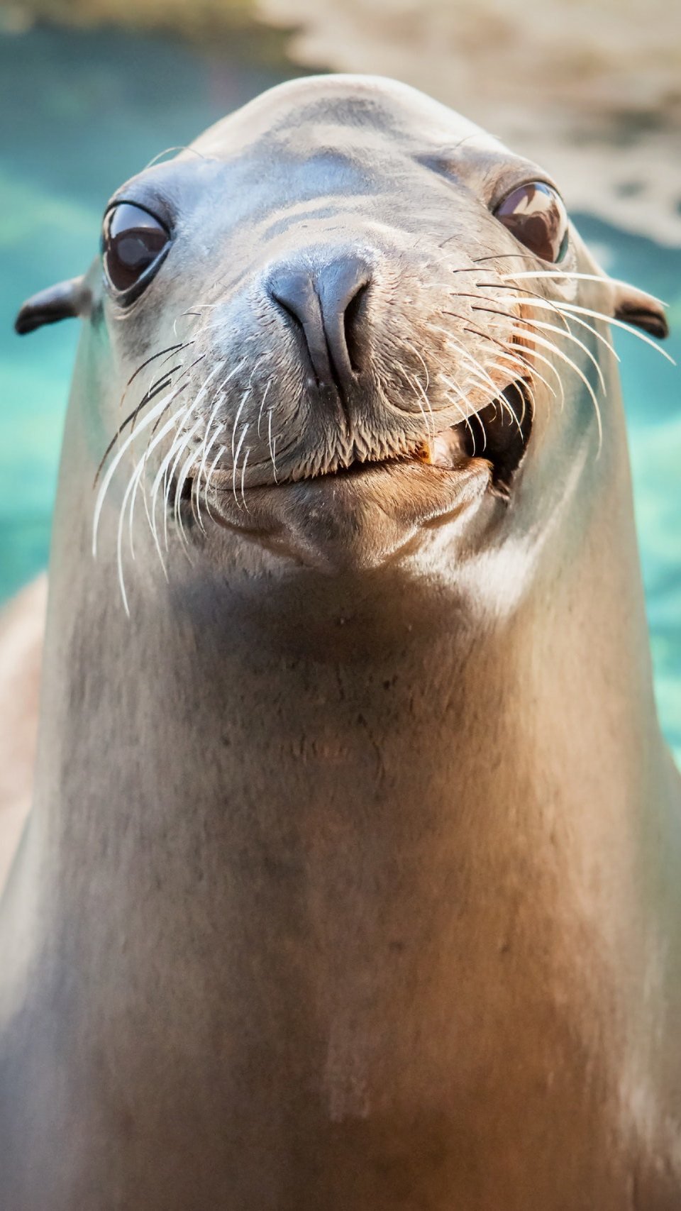 Skip The Line Ticket - Aquarium of the Pacific