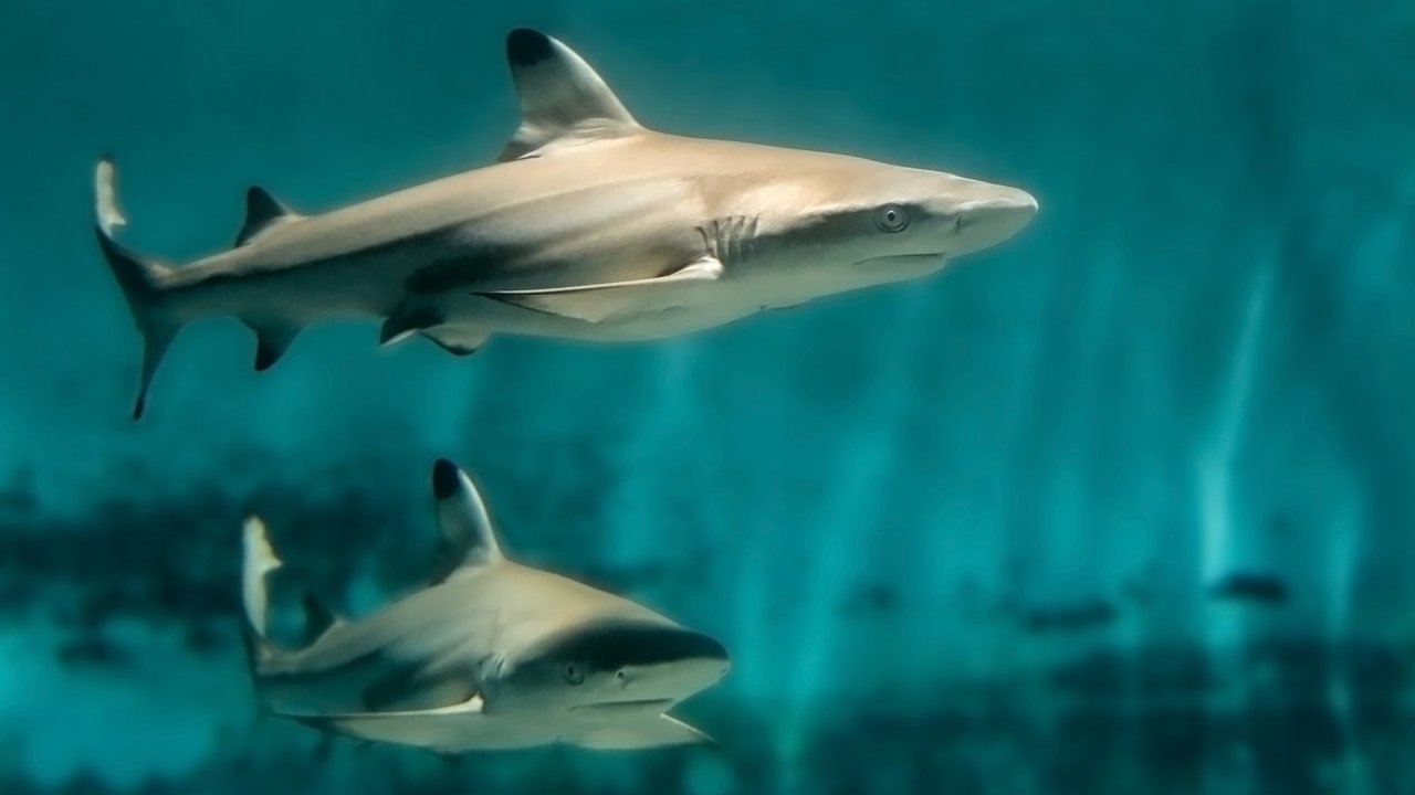 Skip The Line Ticket - Aquarium of the Pacific