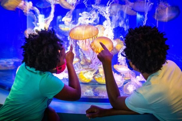 Skip The Line Ticket - Aquarium of the Pacific Long Beach Tickets | Book Online
