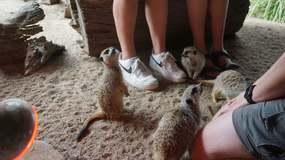 Symbio Wildlife Park Ticket