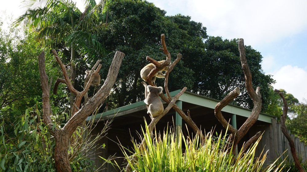 Symbio Wildlife Park Ticket