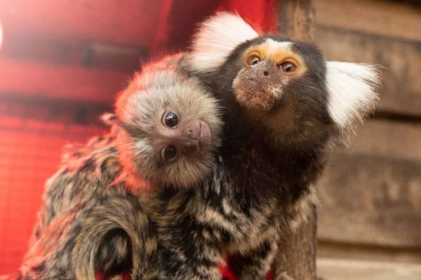 Symbio Wildlife Park Ticket | Book Online