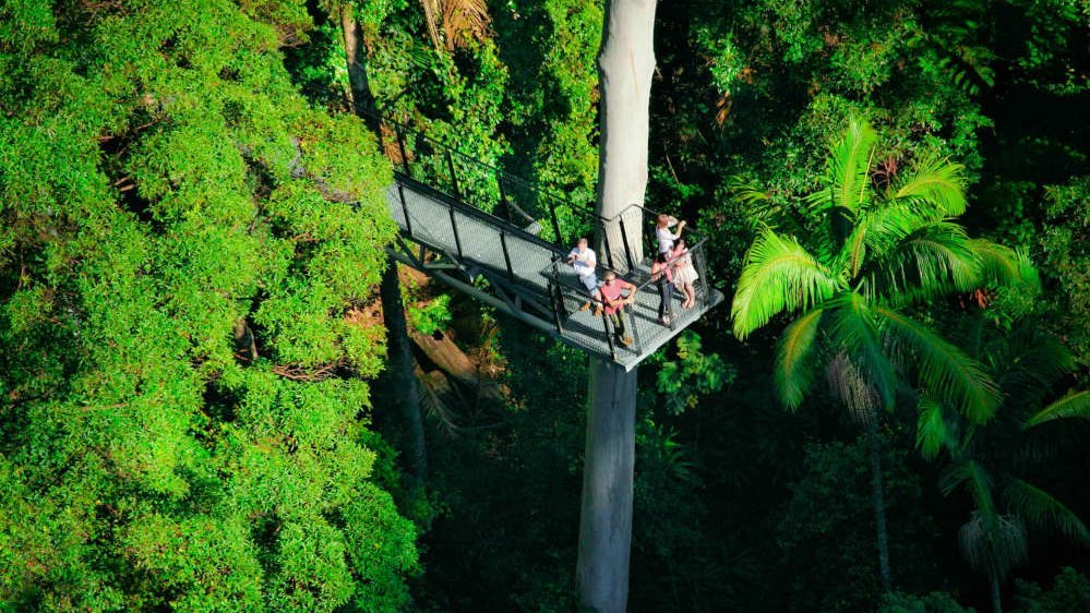 Tamborine Rainforest Skywalk