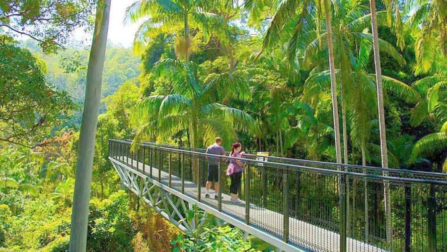 Tamborine Rainforest Skywalk