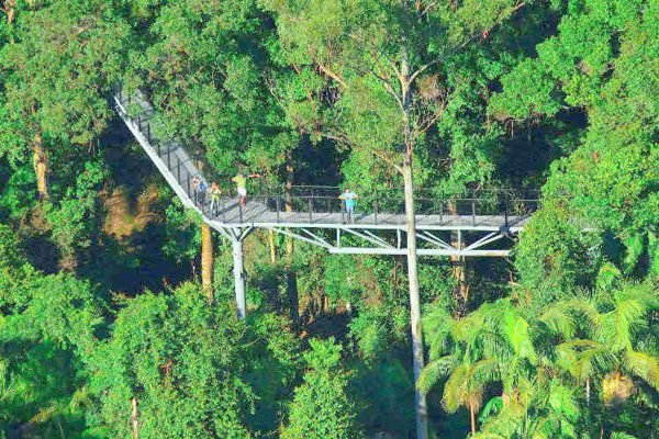 Tamborine Rainforest Skywalk Tickets | Book Online
