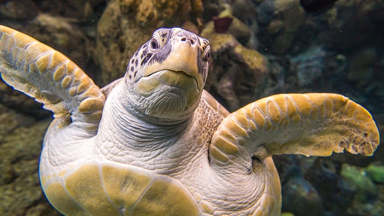 The Florida Aquarium Ticket