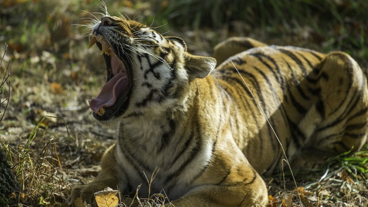 Thoiry ZooSafari: Skip The Line