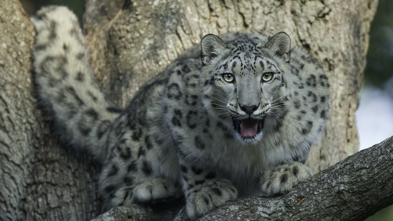 Thoiry ZooSafari: Skip The Line