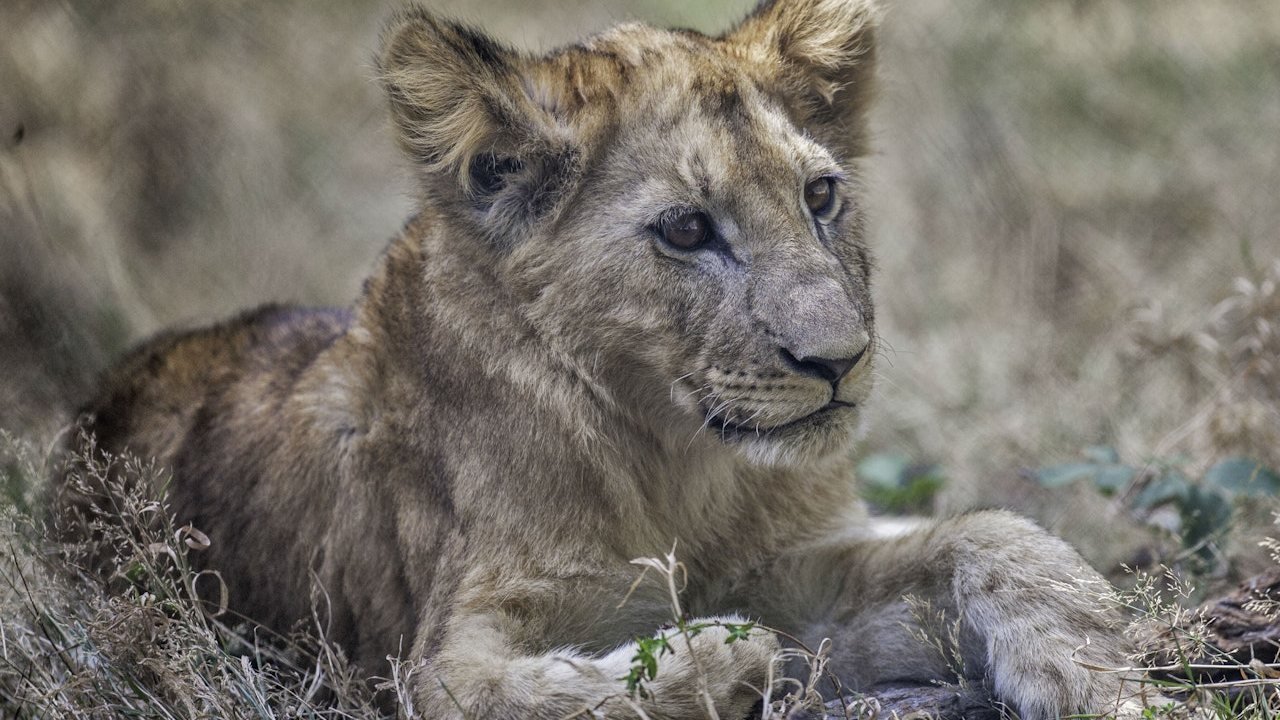 Thoiry ZooSafari: Skip The Line