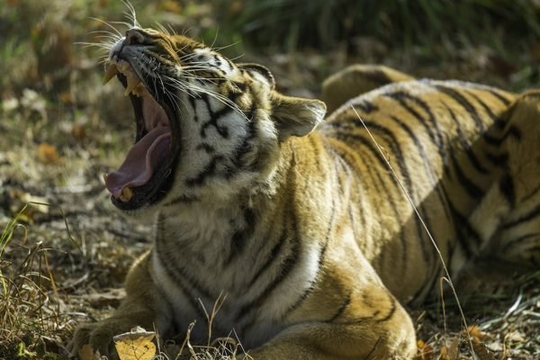 Wow Safari Thoiry Tickets | Book Online