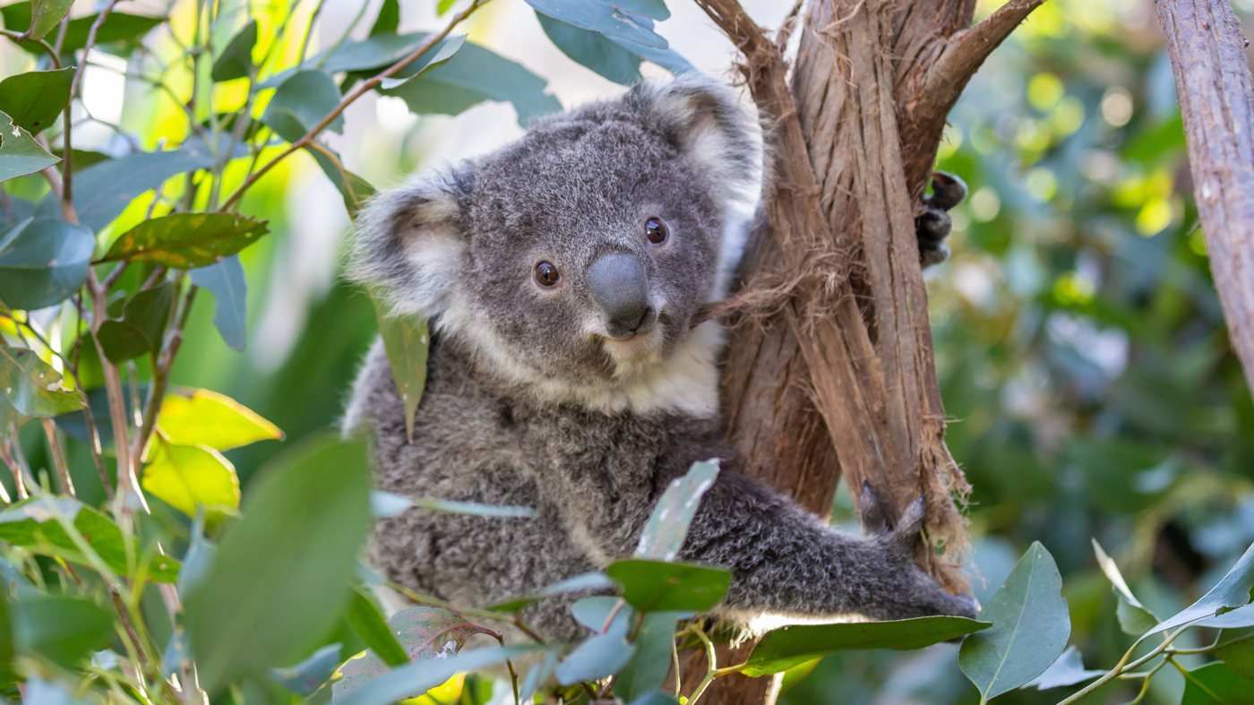 WILD LIFE Sydney Zoo Direct Entry Ticket