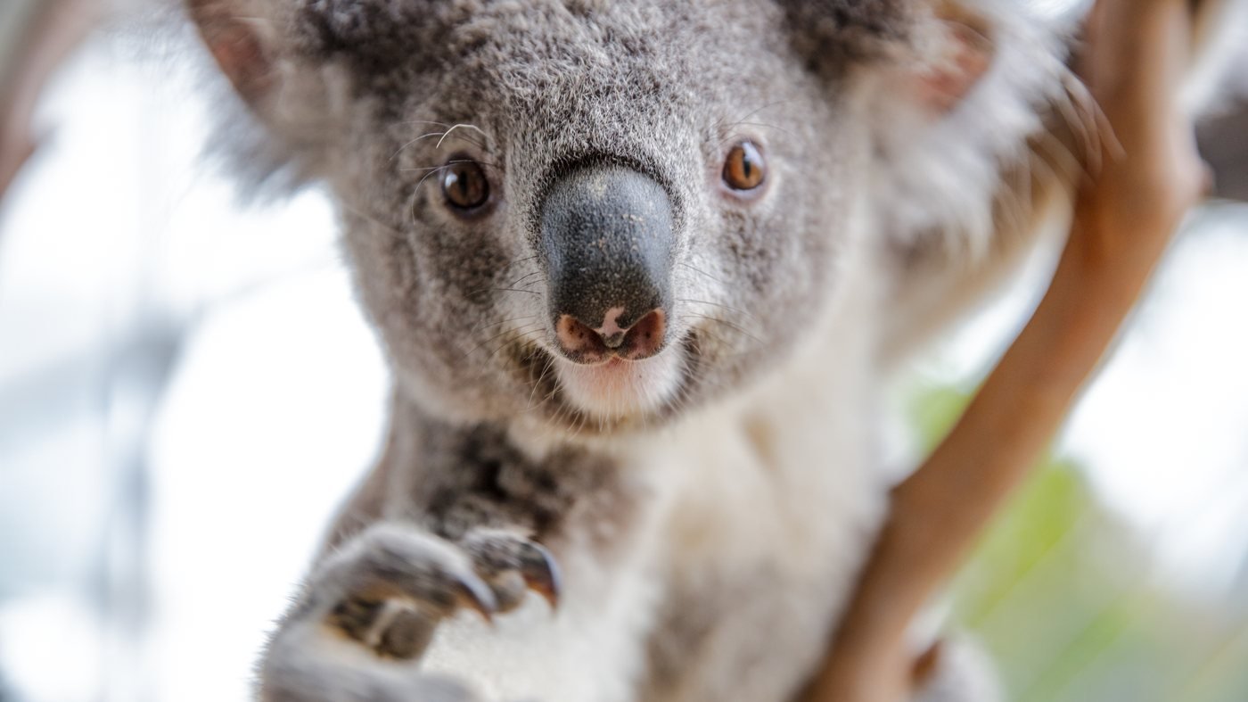 WILD LIFE Sydney Zoo Direct Entry Ticket