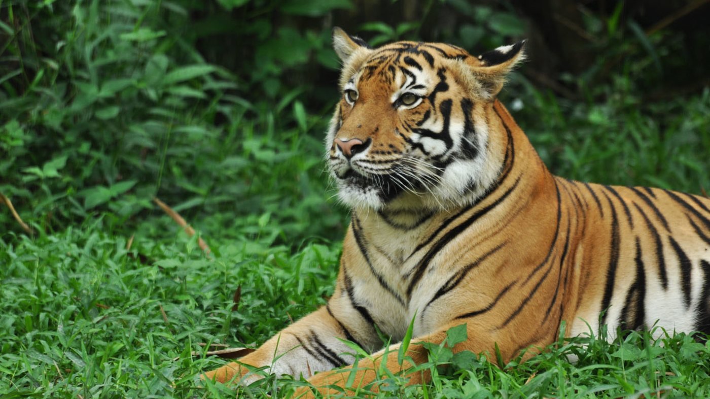 Zoo Negara Malaysia & & Panda Conservation Centre Ticket