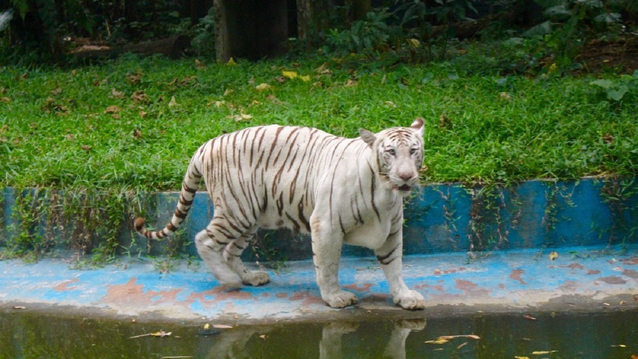 Zoo Negara Malaysia & & Panda Conservation Centre Ticket