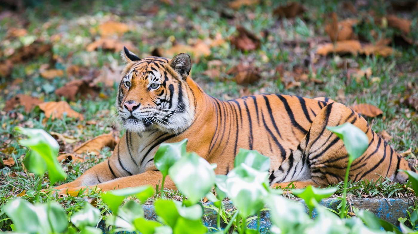 Zoo Negara Malaysia & & Panda Conservation Centre Ticket