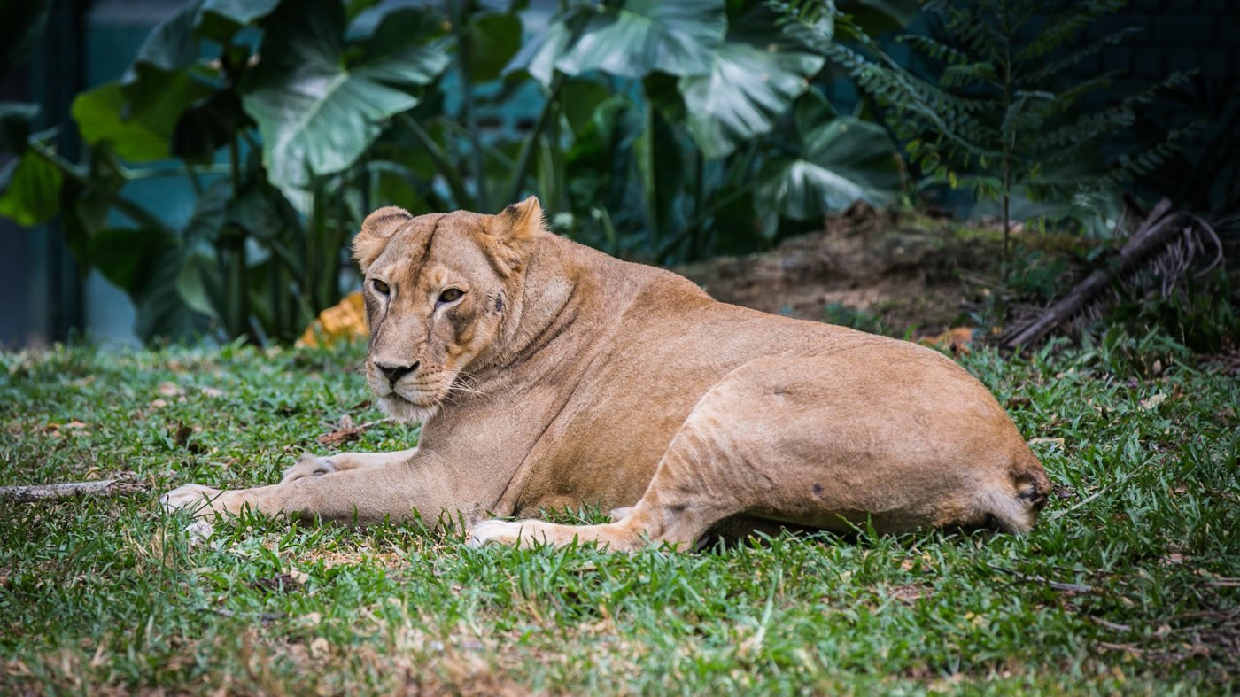Zoo Negara Malaysia & & Panda Conservation Centre Ticket