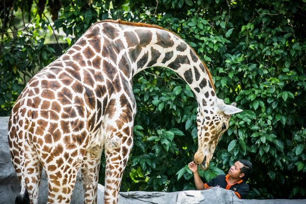 Zoo Negara Malaysia & & Panda Conservation Centre Ticket | B