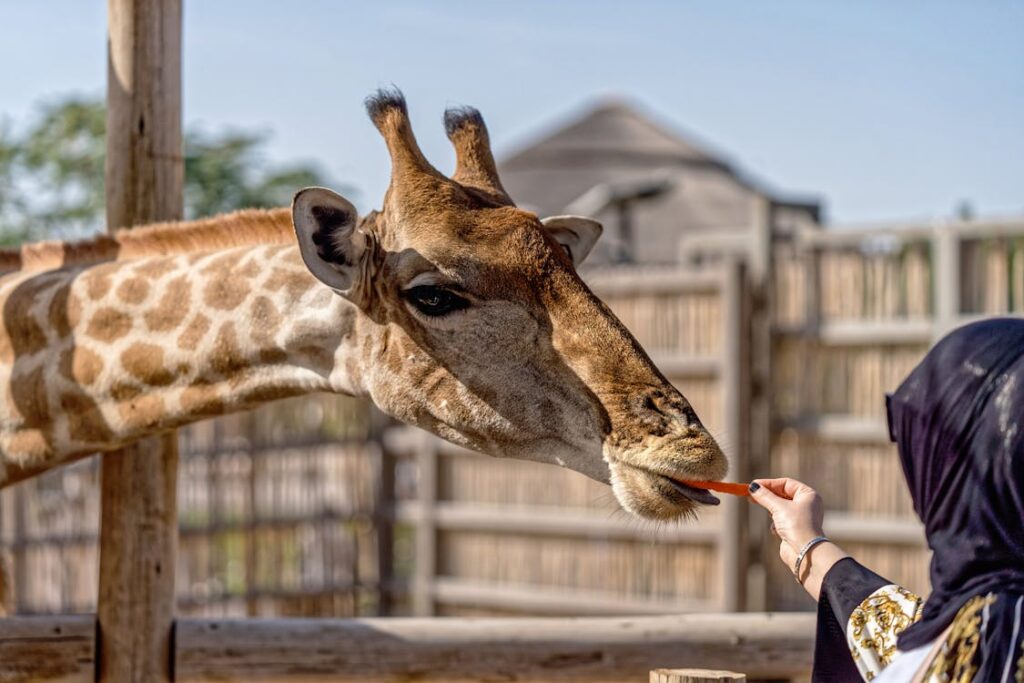 safari park dubai