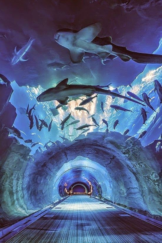 underwater zoo